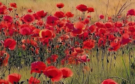 МАКОВИ, ФОТО: ЗОРИЦА МИЛОШЕВИЋ