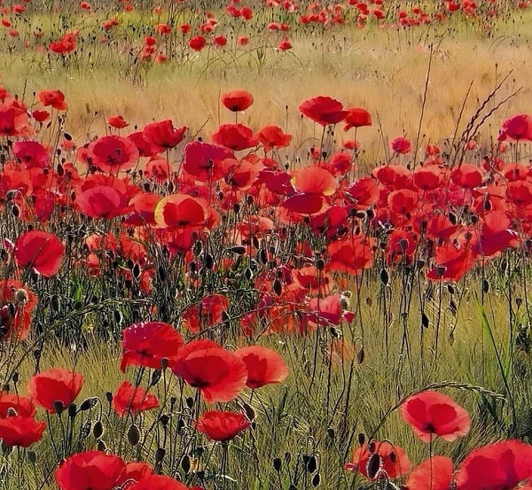 МАКОВИ, ФОТО: ЗОРИЦА МИЛОШЕВИЋ