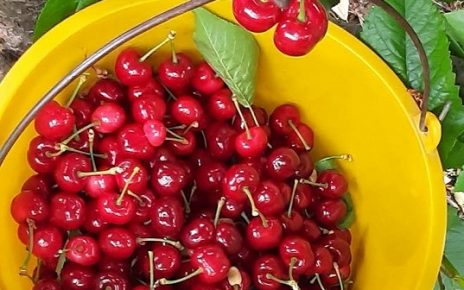 ТРЕШЊЕ, фото: Дарка Симеуновић