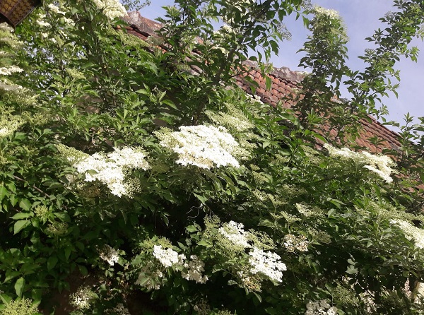 зова