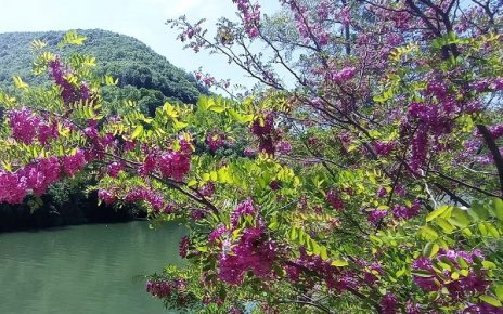 ПРОЛЕЋЕ, фото: Мима Зиндовић