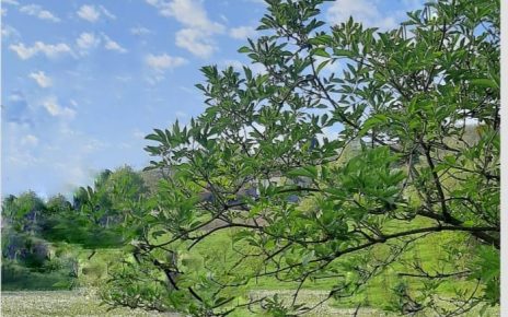 ПРОЛЕЋЕ, Фото Дарка Симеуновић