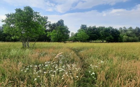 ЛЕТО Фото: Зоран Зиндовић