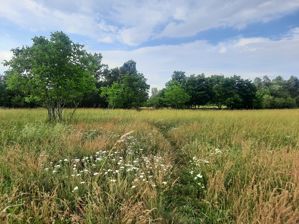 ЛЕТО Фото: Зоран Зиндовић
