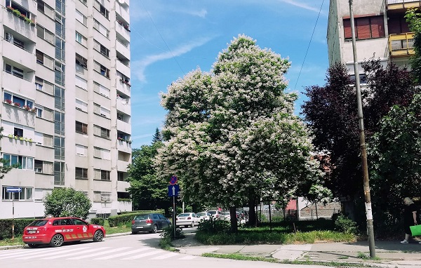НЕМАЊИНА, Фото: Миланка Брајовић