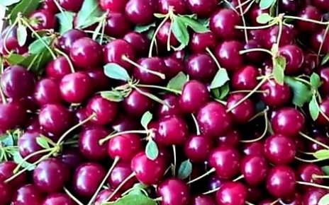 ВИШЊА, Фото: Катарина Маслак