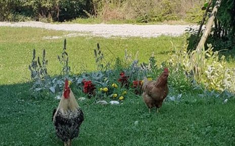 певац Фото: Зорана Тодосијевић