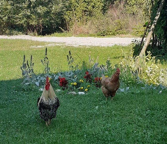 певац Фото: Зорана Тодосијевић