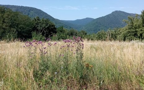 ЛЕТО, фото: Зора Симовић