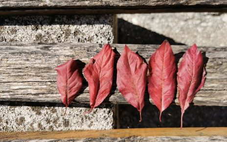 ЈЕСЕН, ФОТО: ВЕРОНИКА ВУКИЋЕВИЋ