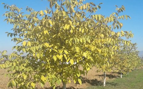 ЈЕСЕН, ФОТО: ЧА ГЛАС