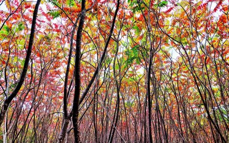 ЈЕСЕН, ФОТО: СЛАЂАНА БЕЛИЋ