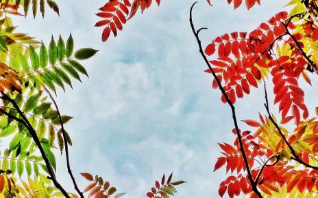 ЈЕСЕН, ФОТО: СЛАЂАНА БЕЛИЋ