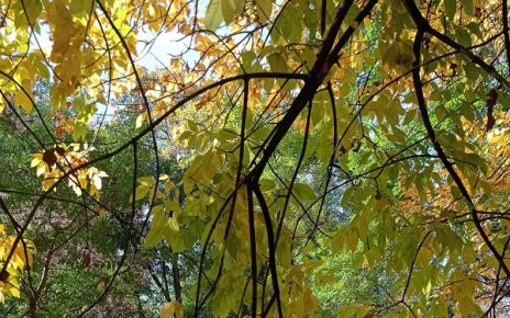 ЈЕСЕН, ФОТО: МИМА ЗИНДОВИЋ