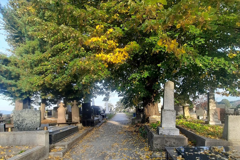 ГРОБЉЕ Михољске задушнице (фото: Зоран Зиндовић)