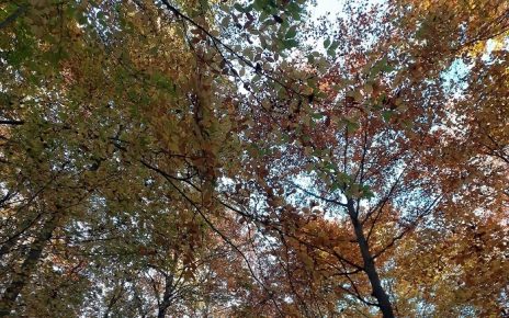 ЈЕСЕН, Фото: Зоран Зиндовић