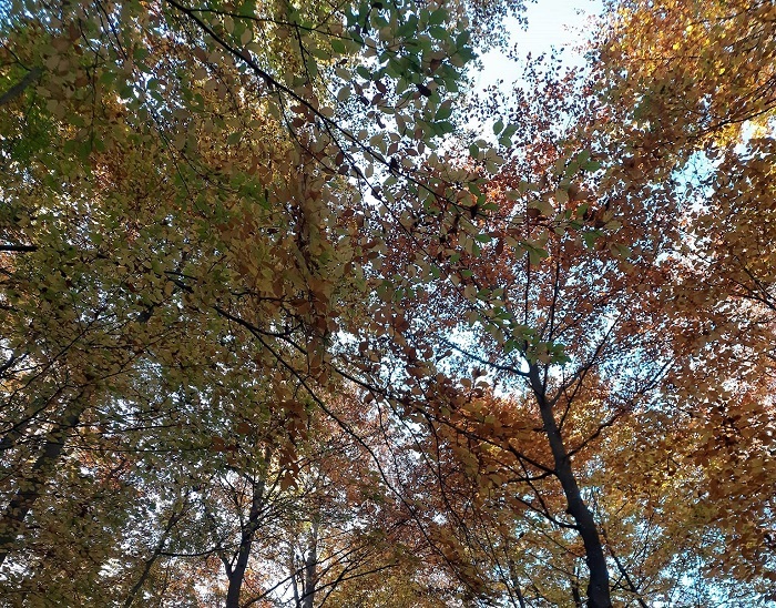 ЈЕСЕН, Фото: Зоран Зиндовић