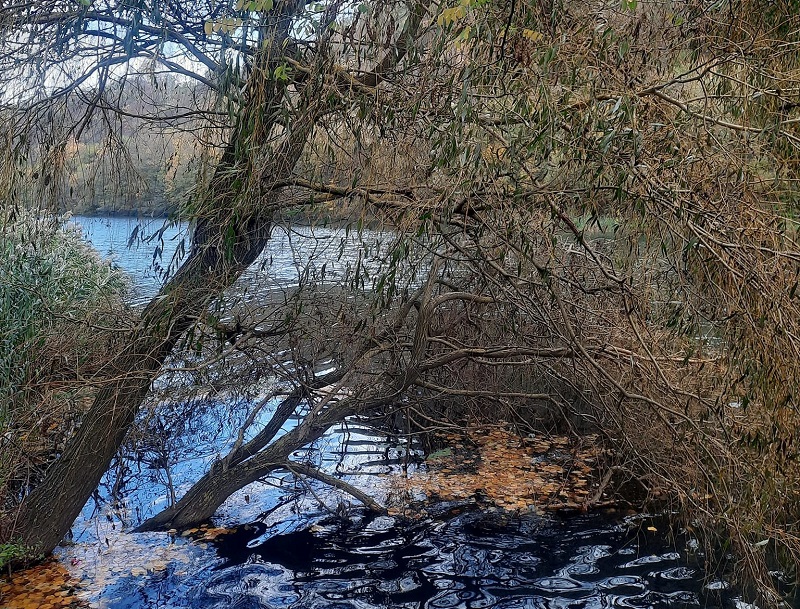 Набујала Западна Морава Фото: Зоран Зиндовић