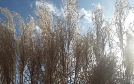 Зима, сунчан дан (фото: Г. Д.)