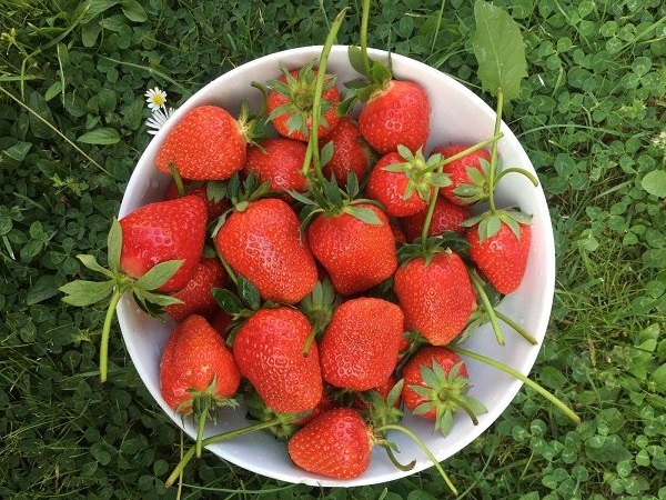 Јагоде, фото: Ф. Д.