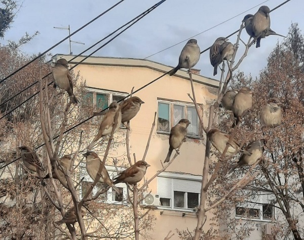 ВРАПЦИ, ЗИМА ФОТО: ЗОРАН ЗИНДОВИЋ