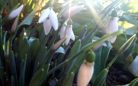 Прве висибабе, фото: Г. Д.