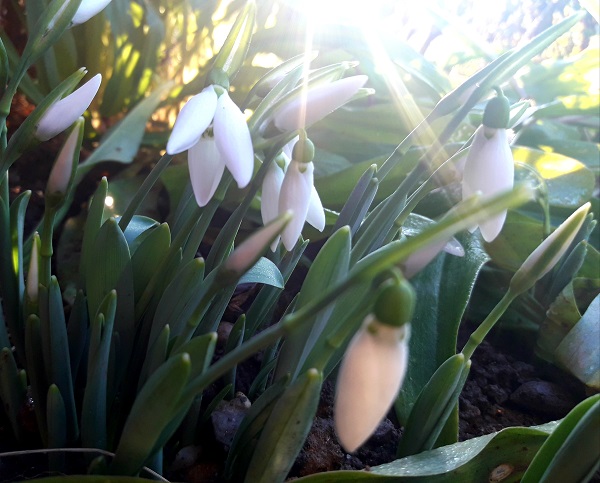 Прве висибабе, фото: Г. Д.