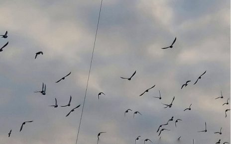 ПТИЦЕ, ФОТО: ДАРКА СИМЕУНОВИЋ