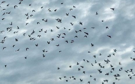 ПТИЦЕ Фото: Дарка Симеуновић