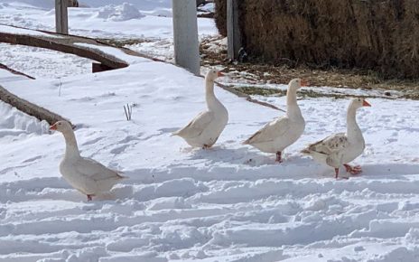 Фото: Планинац