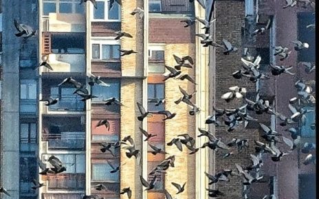 птице, Фото: Дарка Симеуновић