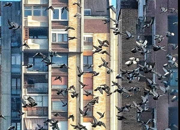 птице, Фото: Дарка Симеуновић