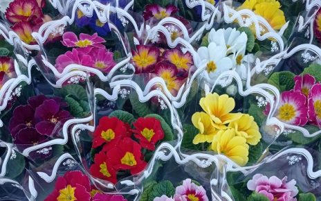 пијаца цвеће, фото: Мима Зиндовић