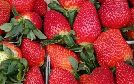 ЈАГОДЕ, ФОТО: МИМА ЗИНДОВИЋ