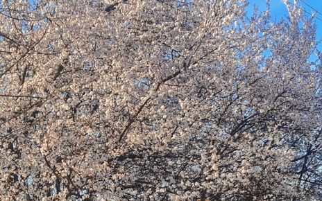 пролеће Фото: Зорица Милошевић