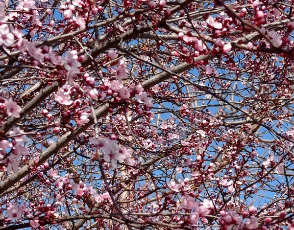 Пролеће, фото: Мима Зиндовић