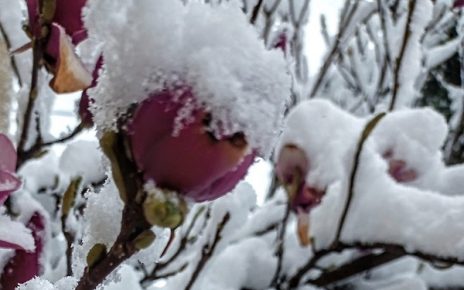 снег у пролеће Фото: Дубравка Милошевић