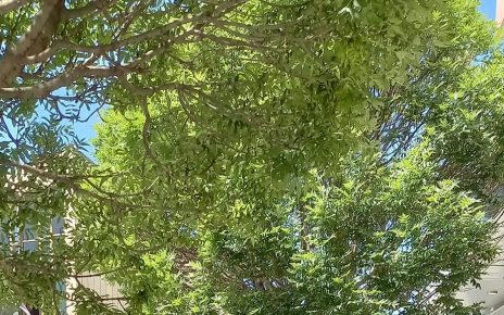 пролеће Фото: Мима Зиндовић