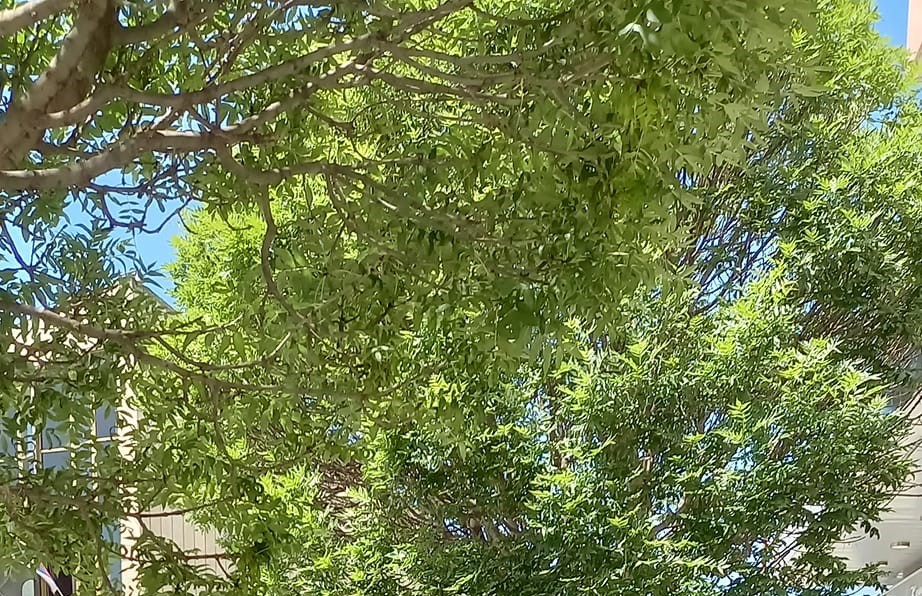 пролеће Фото: Мима Зиндовић