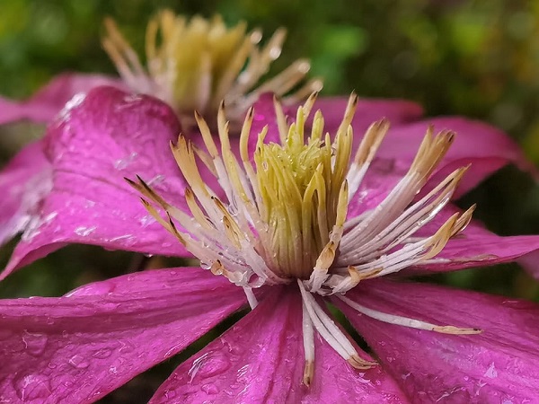 киша лето Фото: Слађана Белић