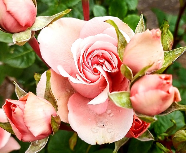 ЦВЕЧЕ, КИША, ФОТО: ДУБРАВКА МИЛОШЕВИЋ