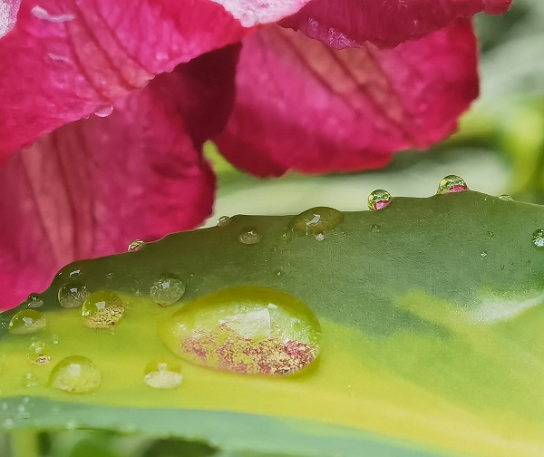 КИША, ФОТО: СЛАЂАНА БЕЛИЋ