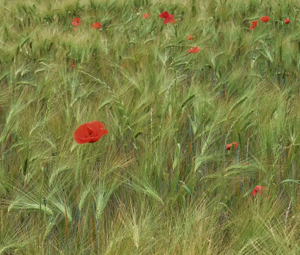ЈУН, ФОТО: СЛАЂАНА БЕЛИЋ