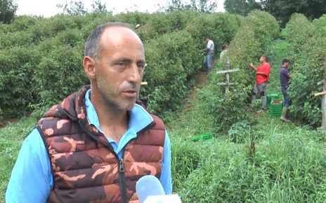 Добривојe Радовић, председник Асоцијације малинара Србије