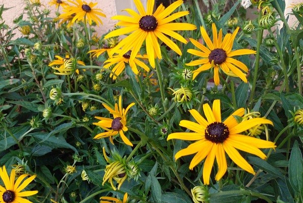 ВРЕМЕНСКА, СУНЧАНО