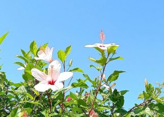 ЛЕТО, Фото: Оливера Шкољевић