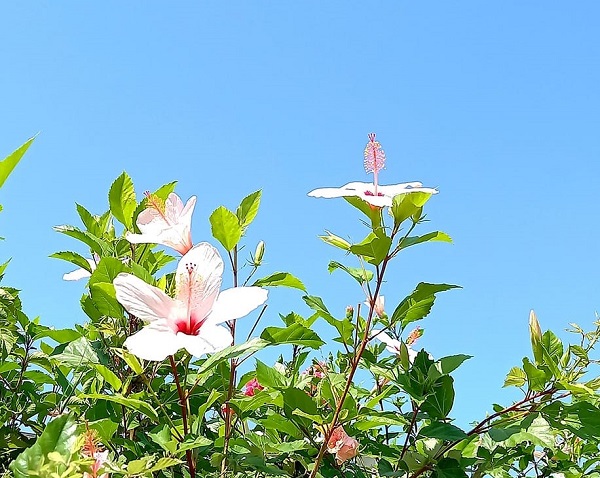 ЛЕТО, Фото: Оливера Шкољевић