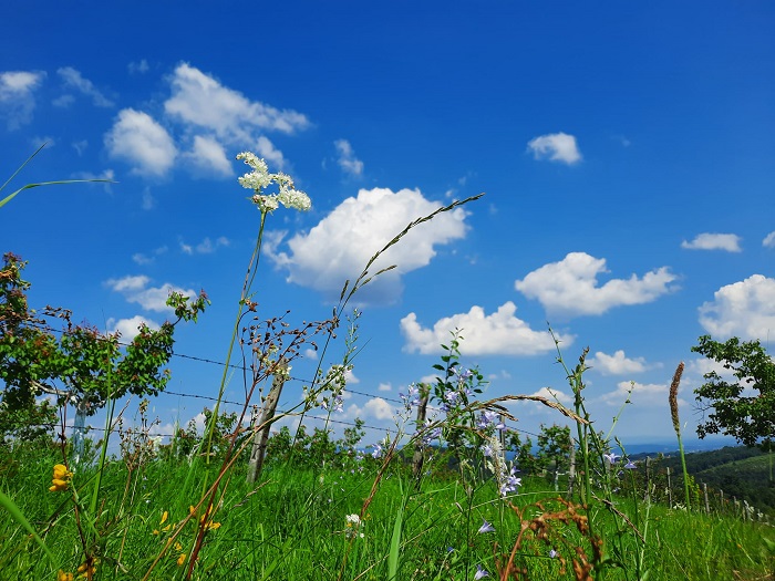 ЛЕТО, ОБЛАЦИ, ФОТО: ЗОРАН ЗИНДОВИЋ