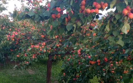 Фото. Зора Симовић