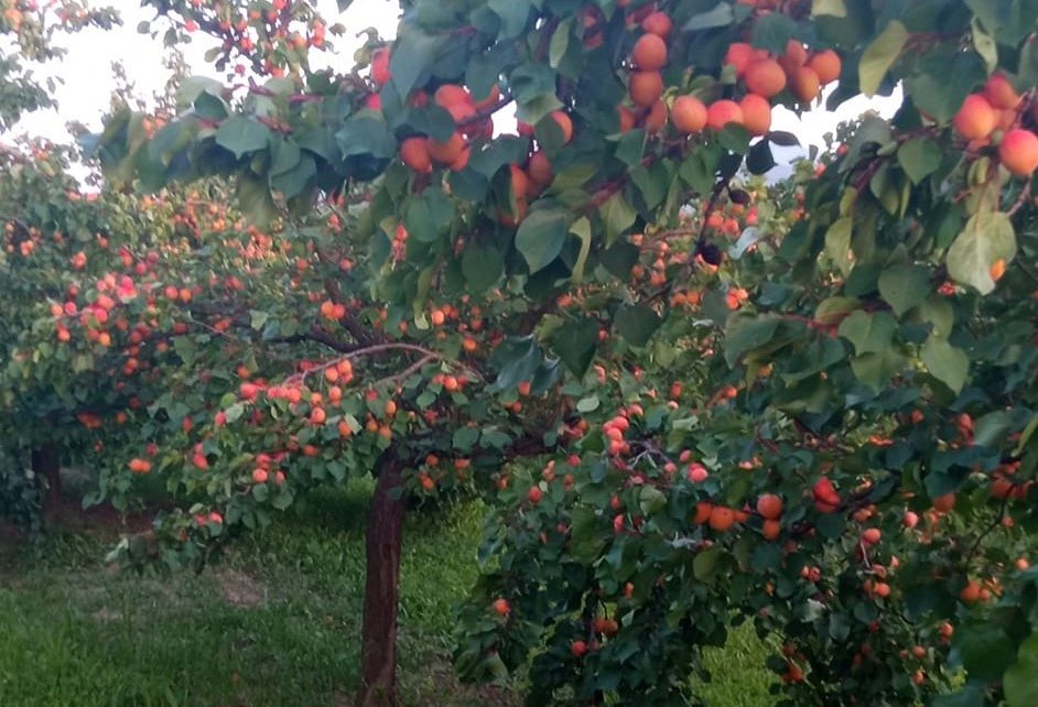 Фото. Зора Симовић